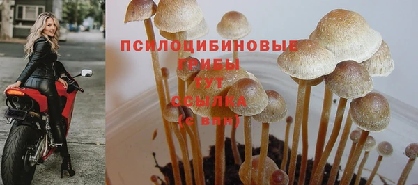 PSILOCYBIN Верхний Тагил